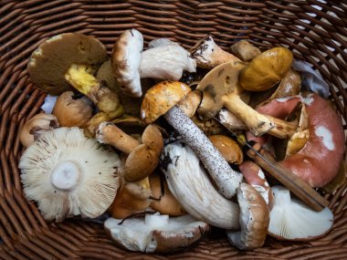 Orman zemininde yenebilir mantarlarla dolu ahşap sepet - russula, chanterelles, boletus, boletus Aspen. Mantar toplama geleneği
