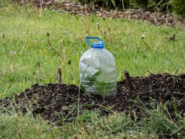 Bahçede kesilmiş plastik su şişesinden yapılmış DIY serası ile kaplı sebze kabağı ve kabak filizleri yetiştiriyorlar. Şişede yoğunlaşma