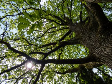 Bahar başında ortaya çıkan taze yeşil yapraklı yaşlı meşe ağacı manzarası. Yeşil açık hava bahar manzarası