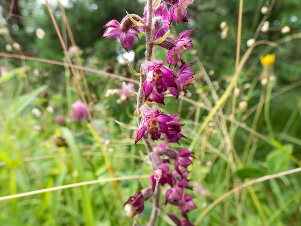 The dark-red helleborine or royal helleborine (Epipactis atrorubens) blooming with erect, mostly purple inflorescences with reddish brown flowers in summer
