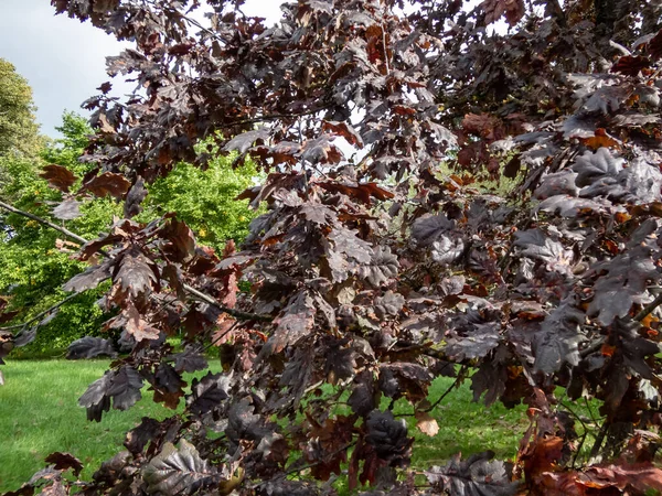 Rara Cultivar Carvalho Inglês Quercus Robur Timuki Folhas Roxas Verão — Fotografia de Stock