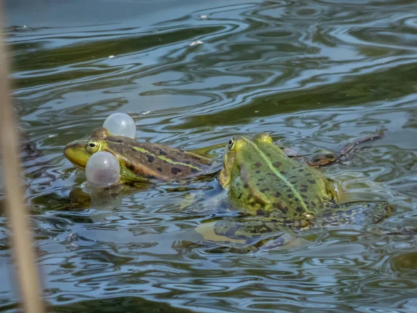 Croacing common water frogs or green frogs (Pelophylax esculentus) blowing vocal sacs and swimming in the water. Frog mating behaviour. Call of the male frog