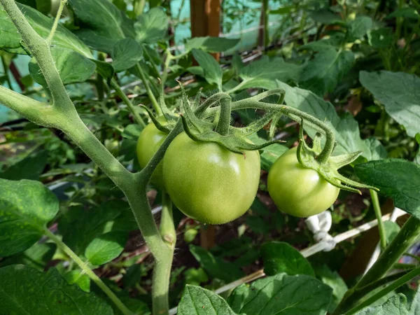 Närbild Skott Ekologiskt Odlade Omogna Gröna Tomater Som Växer Tomatplantor — Stockfoto
