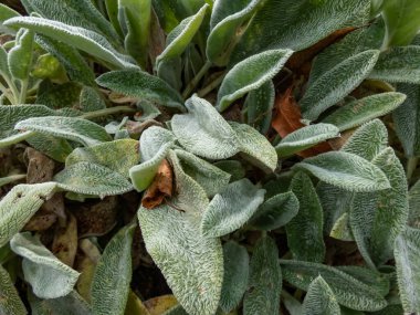 Lamb 'in kulağındaki makro (Stachys byzantina)' Gümüş Halı '. Sonsuz yeşil halı, gri-beyaz, yumuşak, yünlü yapraklardan oluşan yoğun bir hasırdır. Eliptik yapraklarla çarpıcı bir zemin kaplaması oluşturur.