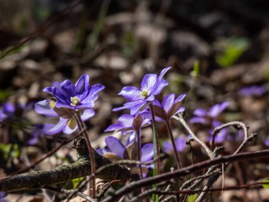 Anemone hepatikası (Anemone hepatica veya Hepatica nobilis) ormanın parlak güneş ışığında mor çiçeklerle açarak makro bir çekim yapar. Güzellik ve narin bahar çiçekleri.
