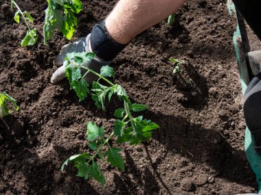 Baharda bir seranın kahverengi toprağında kazılmış bir deliğe küçük domates fideleri eken insan elleri görülüyor. Bahçe işleri ve fidanlar.