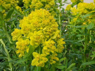 Bahar sonlarından yaz başlarına kadar açık yeşil çiçeklerle çiçek açan Marsh Spurge veya Marsh Euphorbia (Euphorbia palustris)