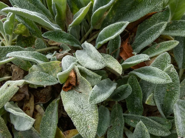 Lamb 'in kulağındaki makro (Stachys byzantina)' Gümüş Halı '. Sonsuz yeşil halı, gri-beyaz, yumuşak, yünlü yapraklardan oluşan yoğun bir hasırdır. Eliptik yapraklarla çarpıcı bir zemin kaplaması oluşturur.