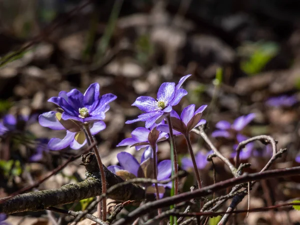 Anemone hepatikası (Anemone hepatica veya Hepatica nobilis) ormanın parlak güneş ışığında mor çiçeklerle açarak makro bir çekim yapar. Güzellik ve narin bahar çiçekleri.