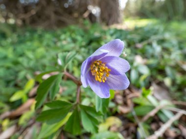 Tek bir bahar ağaç şakayığı - Anemone nemorosa Allenii - büyük, harika lavanta mavisi veya gümüşi, yedi yapraklı (James Allen 'dan sonra isimlendirilmiş), bulanık yeşil arkaplan