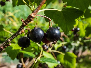 Olgun kuşüzümü (ribes nigrum), yeşil yapraklar arasında olgunlaşarak ev bahçesindeki güneş ışığı altında yetişir. Yazın tadı ve büyüyen gıda konsepti