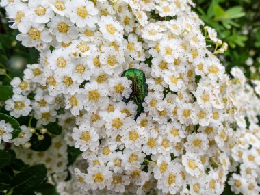Metalik bir gül macununun makro çekimi ya da yaz aylarında beyaz bir çiçekte sürünen yeşil gül sapı (Cetonia aurata).