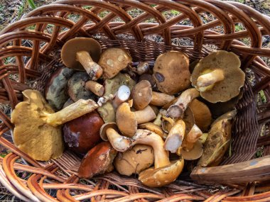 Orman zemininde farklı türde yenilebilir mantarlarla dolu ahşap sepet - russula gülü, chanterelles, boletus, boletus Aspen orman bitkileri arasında. Mantar toplama geleneği