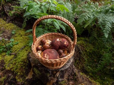 Ağaç kütüğündeki ahşap sepet yenilebilir mantarlarla dolu. Orman bitkileri arasında russula rosea ve boletus. Mantar toplama geleneği