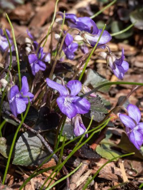 Alp, Amerikan köpeği veya Labrador menekşesi (Viola labradorica) 'Purpurea' mor, kalp şeklinde yapraklar küçük, zarif, lavanta mavisi çiçeklerle bahar başlarında çiçek açıyor