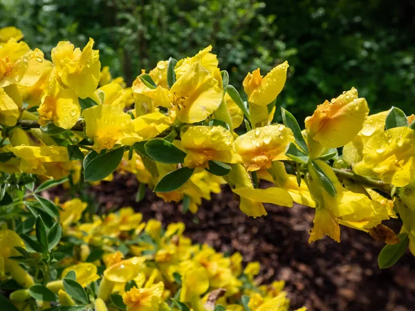 Primer Plano Los Brotes Amarillos Flores Del Arbusto Ornamental Familia —  Fotos de Stock
