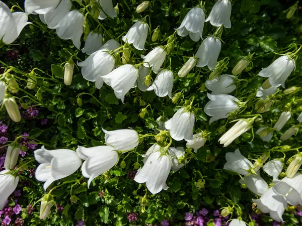 The tussock bellflower or Carpathian harebell (Campanula carpatica) Alba flowering with pure white, bell-shaped single flowers on short stalks just above its foliage in summer