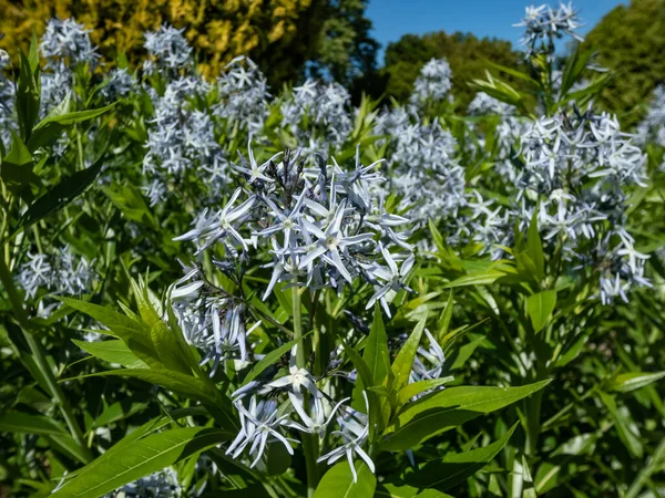 在深春的时候 Amsonia Tabernaemontana 的特写镜头闪烁着尖端 金字塔状的淡蓝色星形花朵 图库图片