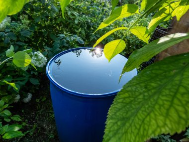 Mavi, plastik su varili yağmur suyu toplamak ve depolamak için yeniden kullanılıyor. Yaz boyunca çatıdan suyla dolu su ve su damlaları bitki örtüsüyle çevrili.