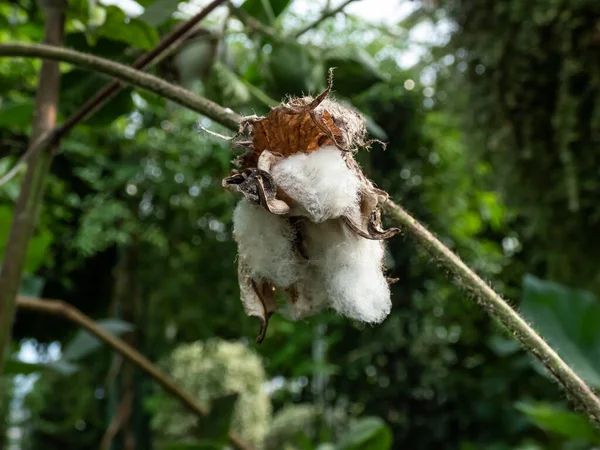 The cotton plant with white fluffy cotton ready for harvest surrounded with green leaves outdoors