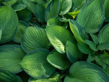 Nilüfer zambağı (hosta) 'Altın standart', geniş oval, düzensiz kenarlı hafifçe kucaklanmış yaprakların yoğun, üst üste binen tümseğini oluşturan büyük bir konukçuya, yaprak merkezleri altın sarısına dönüşür.