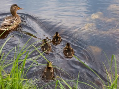 Küçük, tüylü yaban ördeği ya da yaban ördeği yavruları (Anas platyrhynchos) anne ördeğin yanında suda yüzer.