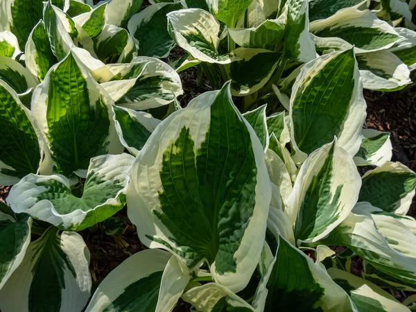 stock image Plantain lily (hosta) 'Patriot' with large, ovate-shaped, satiny, dark green leaves adorned with irregular ivory margins growing in the garden