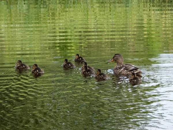 Small Fluffy Ducklings Mallard Wild Duck Anas Platyrhynchos Swimming Water — Stock Photo, Image
