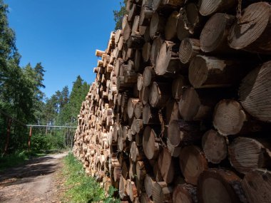 Güneşli bir günde ormanda yerde yatan büyük bir ağaç kütüğü yığını. Bir yığın odun, ormanda yakacak odun. Ormanların yok edilmesi kavramı