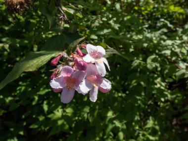 Süslü bir bitki çalısı olarak yetişen yaprak döken çalılar - Linnaea amabilis (Kolkwitzia amabilis), baharın sonlarında açık pembe, çan şeklinde çiçeklerle parkta çiçek açar.