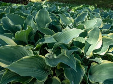 Hosta 'Regal Splendor'. Kalın, dalgalı, dalgalı, mavi-gri yapraklı, düzensiz beyaz, soluk sarı kenarlı ve hafif güneş ışığı uçlu büyük ev sahibi.