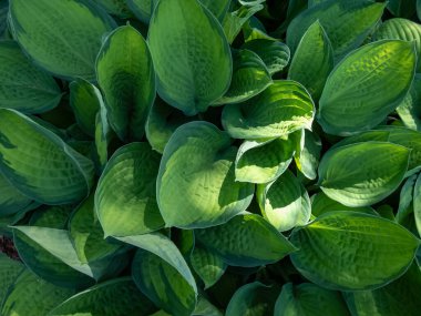 Plantain lily (hosta) 'Gold standard' is medium to large hosta forming dense, overlapping mound of wide-oval, slightly cupped leaves with irregular margines, the leaf centers change to golden yellow