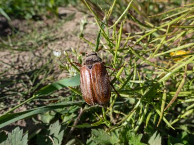 Yetişkin bir Avrupalı hamamböceği, mayıs böceği ya da karalama böceği (Melolontha hipocastani) yazın parlak güneş ışığında sürünen bitkinin yakın plan çekimi