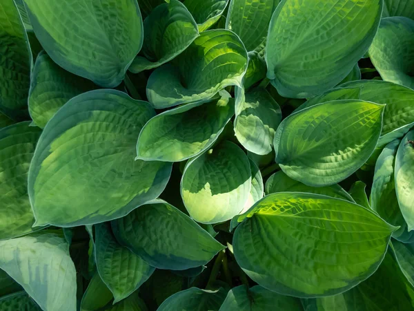 Plantain Lily Hosta Gold Standard Medium Large Hosta Forming Dense — Φωτογραφία Αρχείου