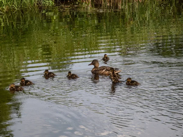 Small Fluffy Ducklings Mallard Wild Duck Anas Platyrhynchos Swimming Water — Stock Photo, Image