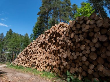Güneşli bir günde ormanda yerde yatan büyük bir ağaç kütüğü yığını. Bir yığın odun, ormanda yakacak odun. Ormanların yok edilmesi kavramı