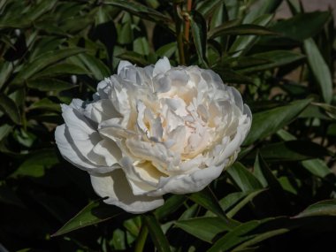 Peony 'nin (Paeonia lactiflora) yakın plan çekimi. Arjantin yazın başında bir parkta gösterişli, büyük kâse şeklinde beyaz çiçekler açıyor.