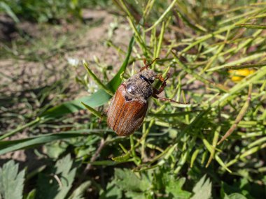 Yetişkin bir Avrupalı hamamböceği, mayıs böceği ya da karalama böceği (Melolontha hipocastani) yazın parlak güneş ışığında sürünen bitkinin yakın plan çekimi