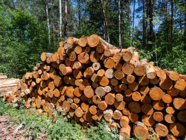 Güneşli bir günde ormanda bir hendekte yerde yatan büyük bir ağaç kütüğü yığını. Bir yığın odun, ormanda yakacak odun. Ormanların yok edilmesi kavramı