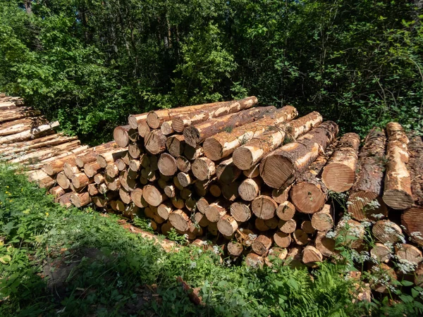 Grande Pilha Troncos Árvores Cortadas Deitadas Chão Uma Vala Floresta — Fotografia de Stock