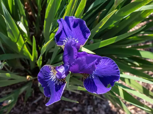 西伯利亚虹膜 Iris Sibirica Kestutis Genys 的特写镜头 花园里开着深蓝色的花 — 图库照片