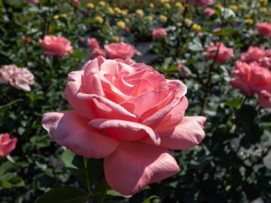 The close-up shot of popular, beautiful and robust variety of pink rose 'The Queen Elizabeth' with rounded, pink blooms on long stems in bright sunlight clipart