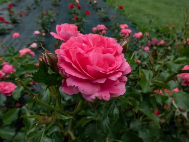 Gül 'Moin moin' veya 'Pembe Çiçek Sirki', bahçede 40 tane somon pembe taç yaprağından oluşan 5 cm çapında, çift sarmalanmış bir çiçekle küçük kümeler halinde çiçek açıyor.