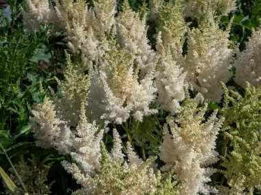 Melez Astilbe, Sahte Spirea (Astilbe x arendsii) 'Weisse Gloria' yaz başında yoğun, piramit tüyleri üzerinde kar beyazı çiçekleriyle çiçek açıyor