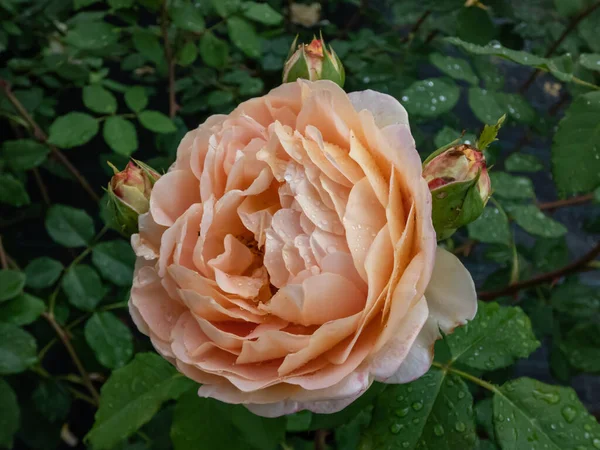 Rose Bed David Austin Золоте Святкування Одна Найбільших Англійських Троянд — стокове фото