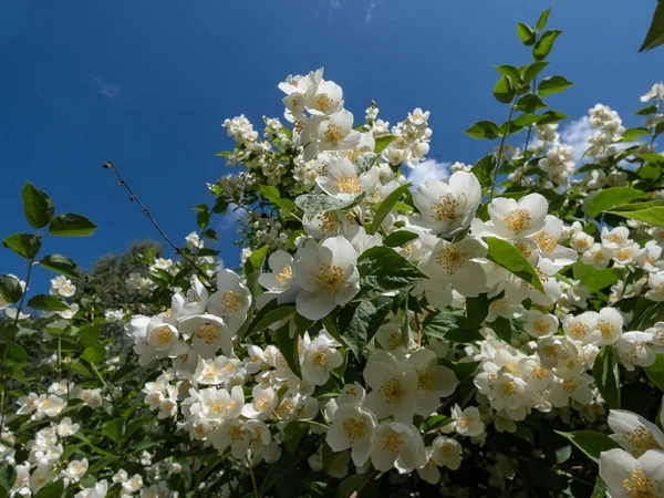 Primer Plano Flores Blancas Forma Cuenco Con Prominentes Estambres Amarillos — Foto de Stock
