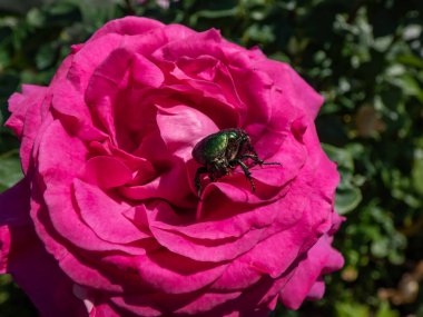 Metalik gül chafer ya da yeşil gül chafer (Cetonia aurata) parlak güneş ışığı altında açık pembe bir gül çiçek üzerinde sürünüyor