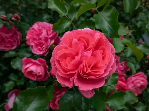 Rosa Moin Moin Pink Flower Circus Florescendo Pequenos Aglomerados Com — Fotografia de Stock