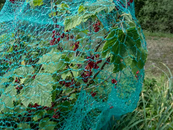 Close-up shot of the green, nylon bird netting over red currants plants growing and maturing fruits in garden to protect fruits from birds in summer