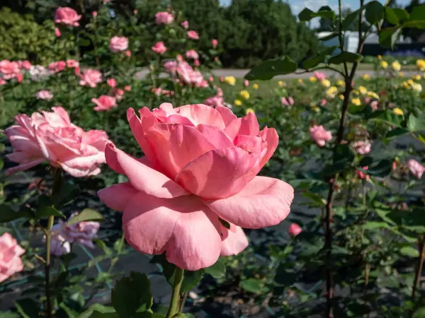 Крупним Планом Популярний Красивий Міцний Різновид Рожевої Троянди Королева Єлизавета — стокове фото